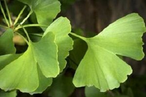 Ginkgo biloba leaves for penis grow