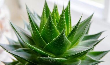 The use of aloe to increase member