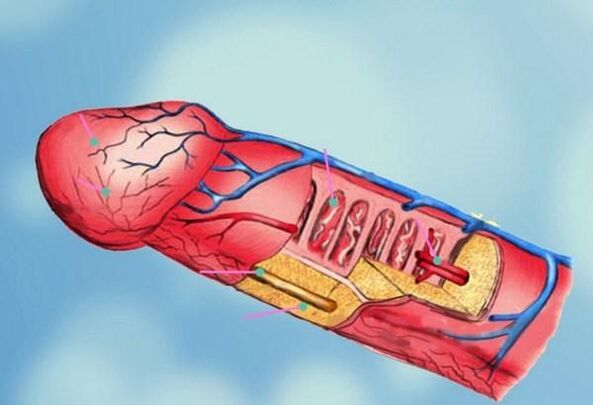 penile structure and head enlargement